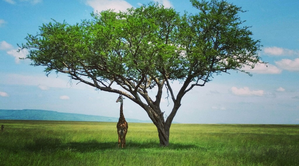 Warm Welcome in the Serengeti