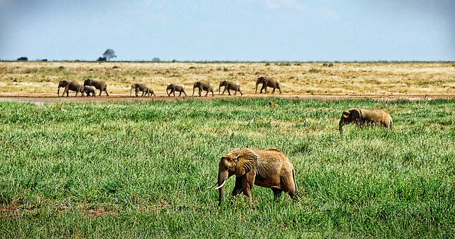 Elephants on African Safari, Africa Travel