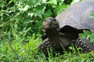 galapagos-turtle