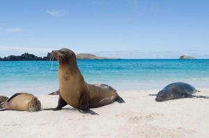 galapagos-seal