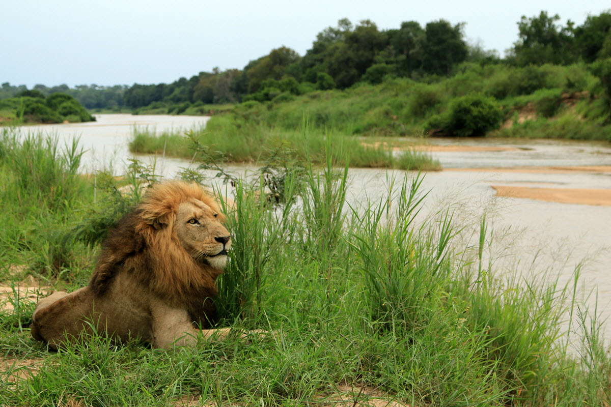 Male lion laying in the grass