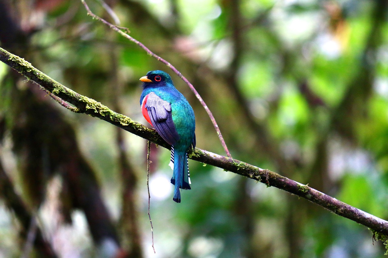 Forest in Ecuador